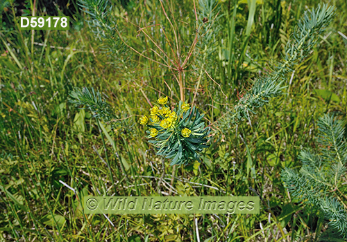 Leafy Spurge (Euphorbia esula)